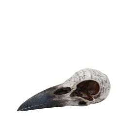 Raven Skull Model