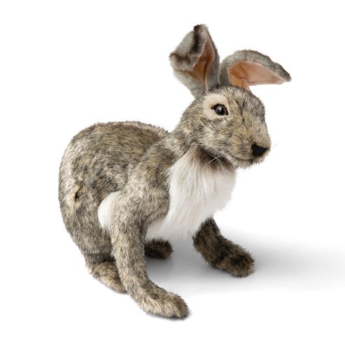 Jack Rabbit