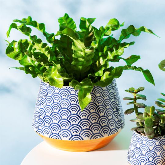  Blue & Yellow Wave Pattern Pot